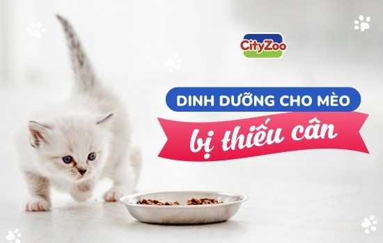 Dinh dưỡng và khẩu phần ăn hàng ngày cho mèo