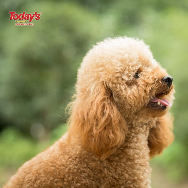 Chế độ ăn hợp lý cho chó Poodle